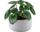 peperomia