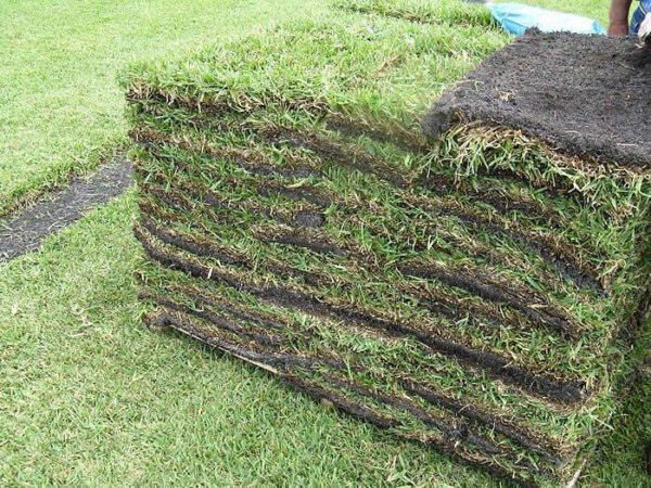 Centipede Sod