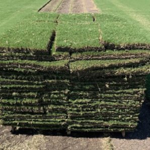 Bermuda Grass Sod vs. Other Sod typs