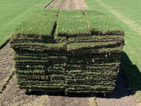 Bermuda Sod