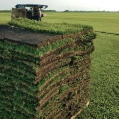 StAugustineSodPallet StAugustineSodPallet