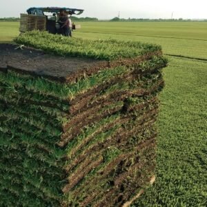 St. Augustine Sod