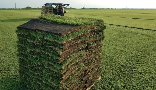 St. Augustine Sod
