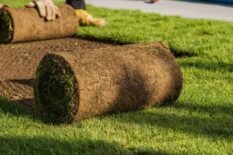 What-is-sod What-is-sod