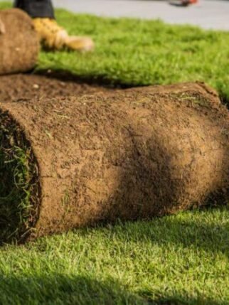 What-is-sod