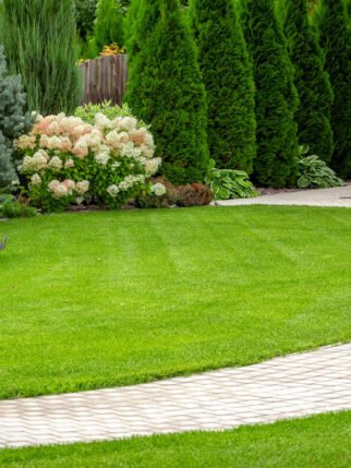 green-lawn-with-paved-brick-walkway-and-flowering-shrubs- green-lawn-with-paved-brick-walkway-and-flowering-shrubs-