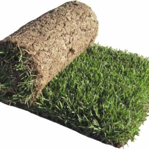 zoysia_roll__56363