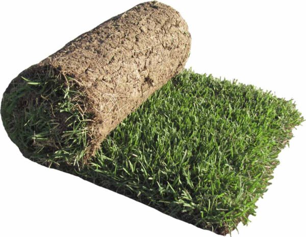Zoysia sod