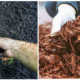 Black Mulch vs Brown Mulch Black Mulch vs Brown Mulch