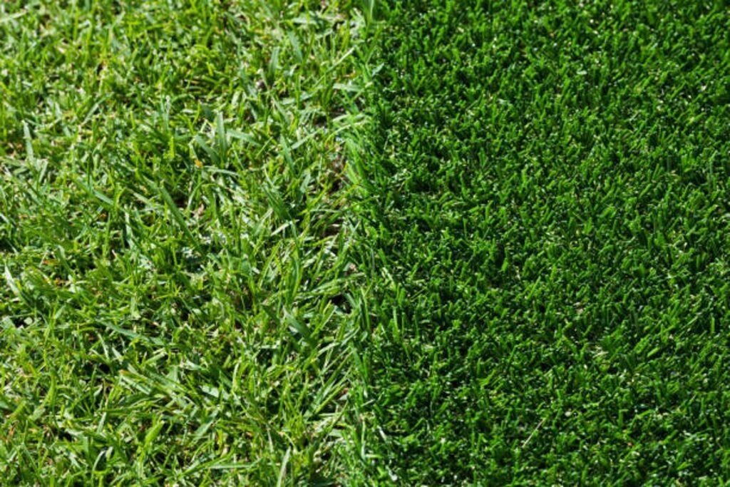 Zoysia Sod