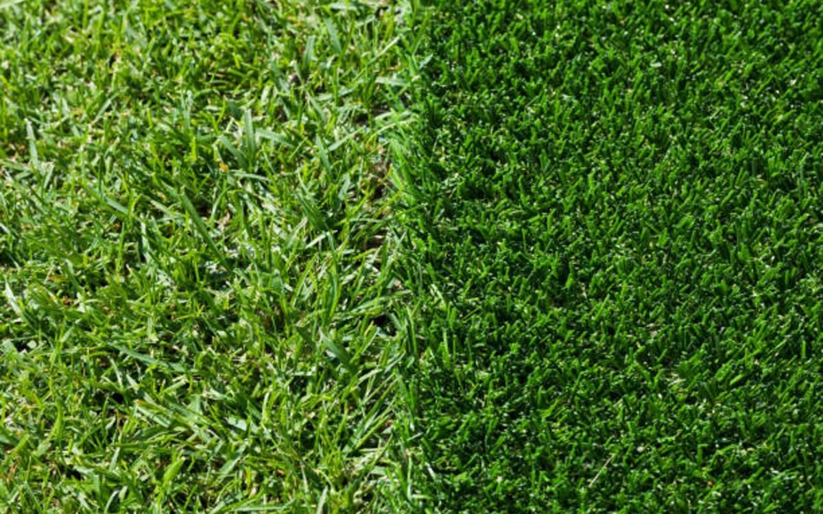 Zoysia Sod