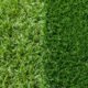 Zoysia Sod Zoysia Sod
