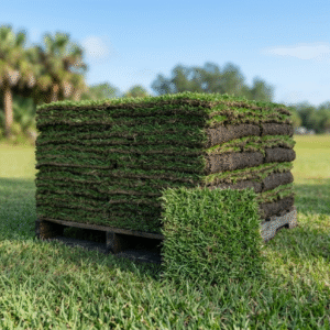 Common Bermuda
