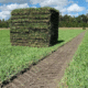 St. Augustine sod for sale in Jacksonville, FL St. Augustine sod for sale in Jacksonville, FL