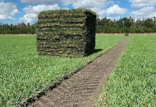 St. Augustine sod for sale in Jacksonville, FL