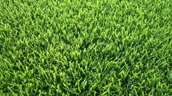 zoysia grass sod in Jacksonville, FL